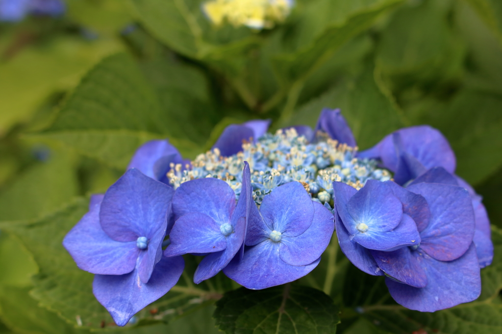 紫陽花が元気になる季節４