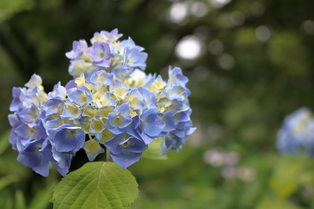 紫陽花が咲き始めました４