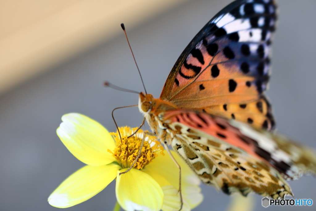 ツマグロヒョウモン（多分。。。）