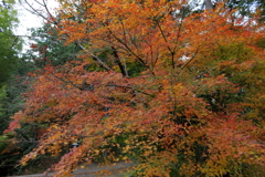 紅葉2016その３