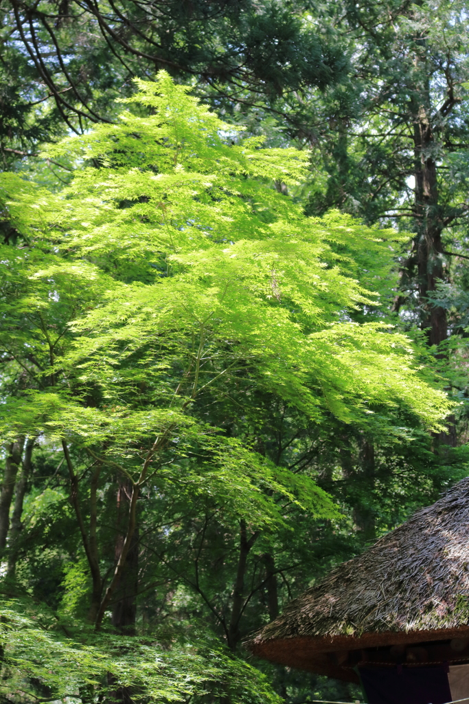 初夏の新緑