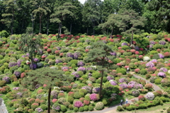 塩船観音寺　ちょっとシーズン遅れ