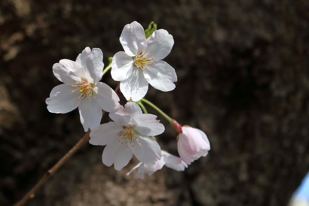 みきでひっそり咲く桜。