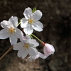 みきでひっそり咲く桜。