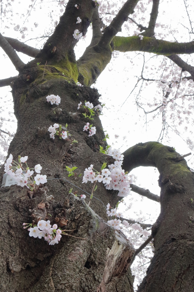 幹に咲く桜