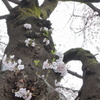 幹に咲く桜