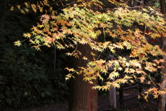 紅葉2016その５