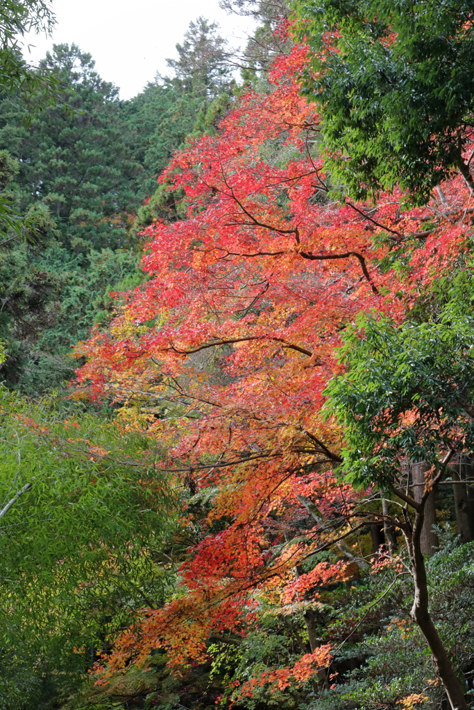 紅葉2016その２