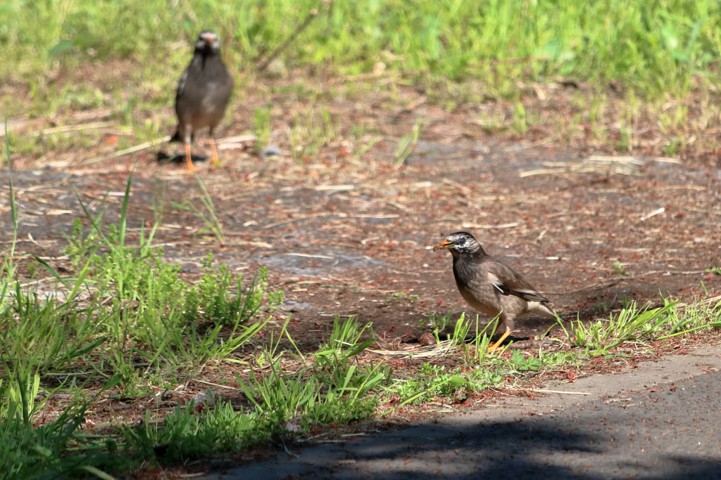 野鳥のデート　微妙な距離感
