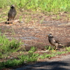 野鳥のデート　微妙な距離感