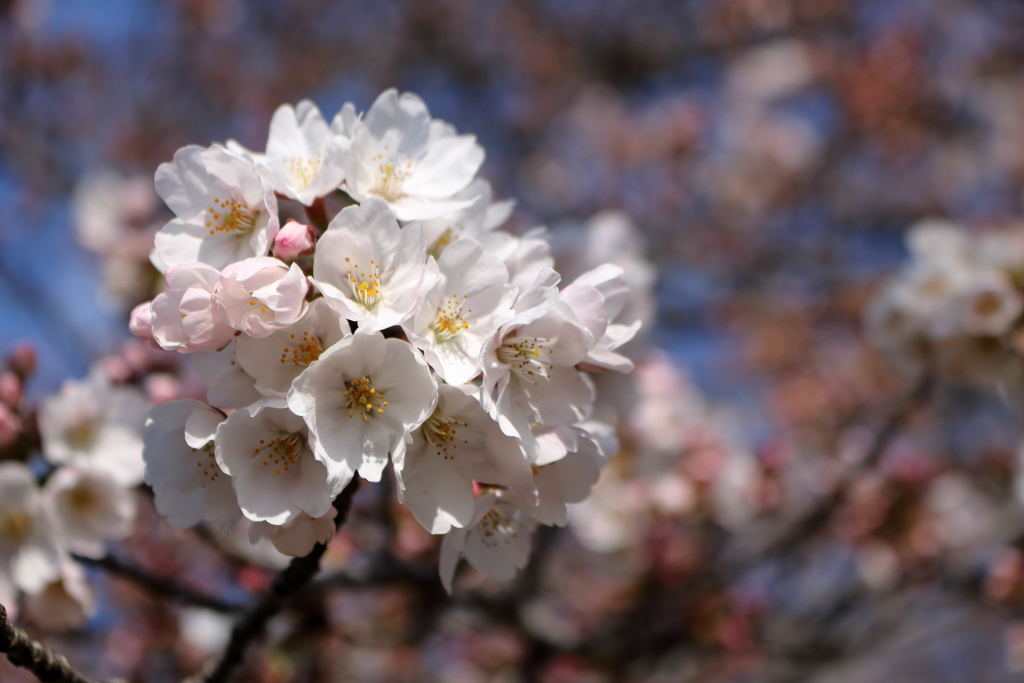 桜は間も無く満開ですね。