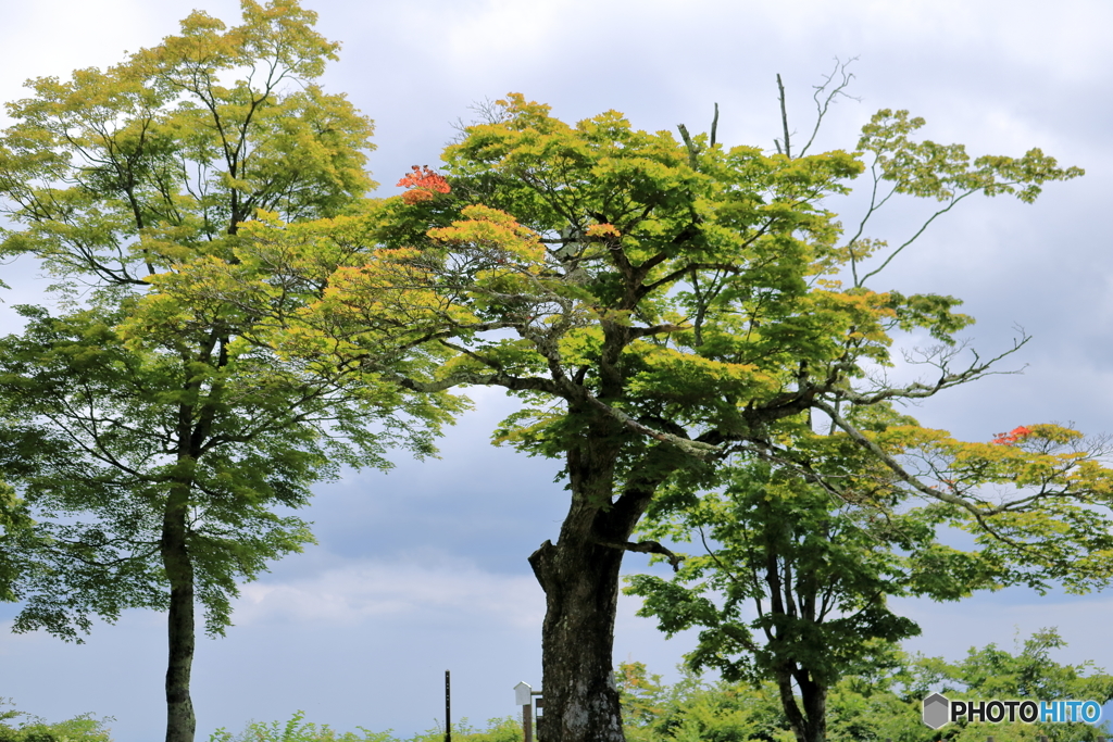 雲と緑と紅一点