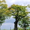雲と緑と紅一点