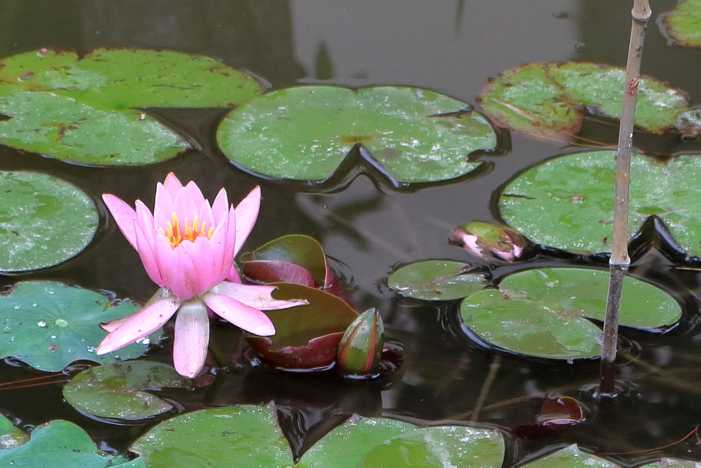 ハスの花