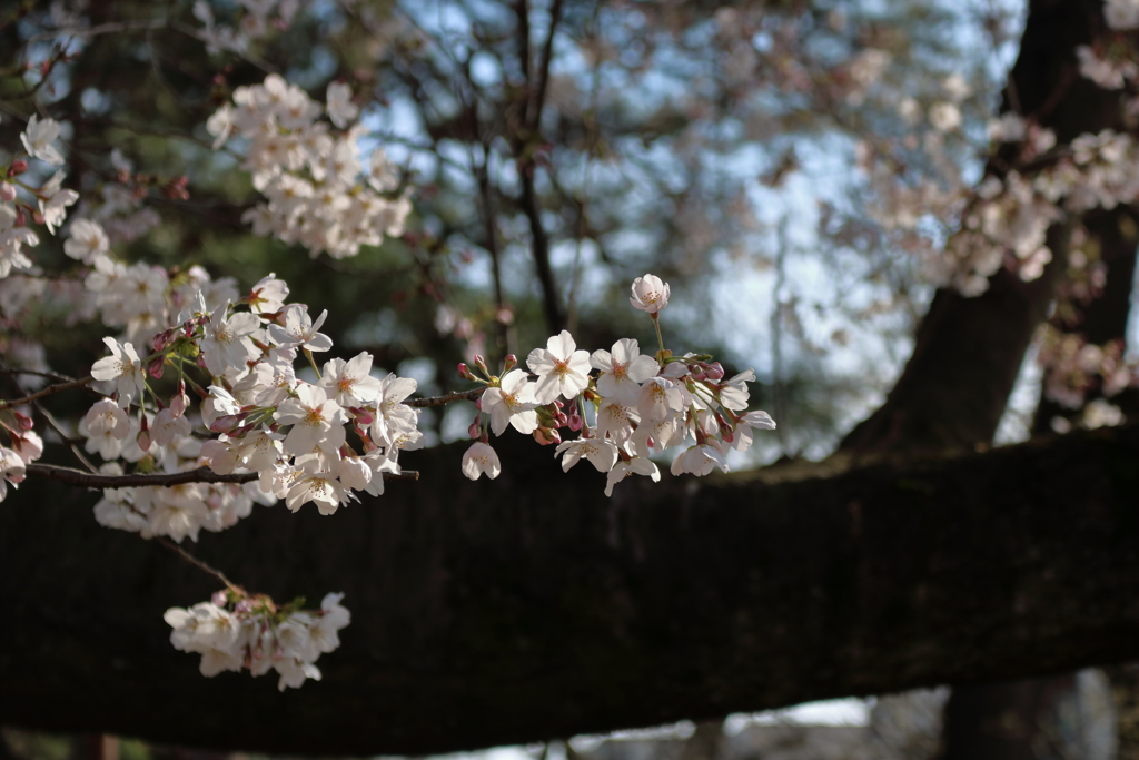 桜　満開間近！