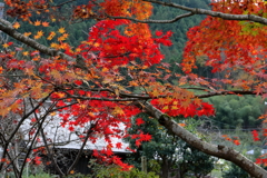 紅葉2016その４