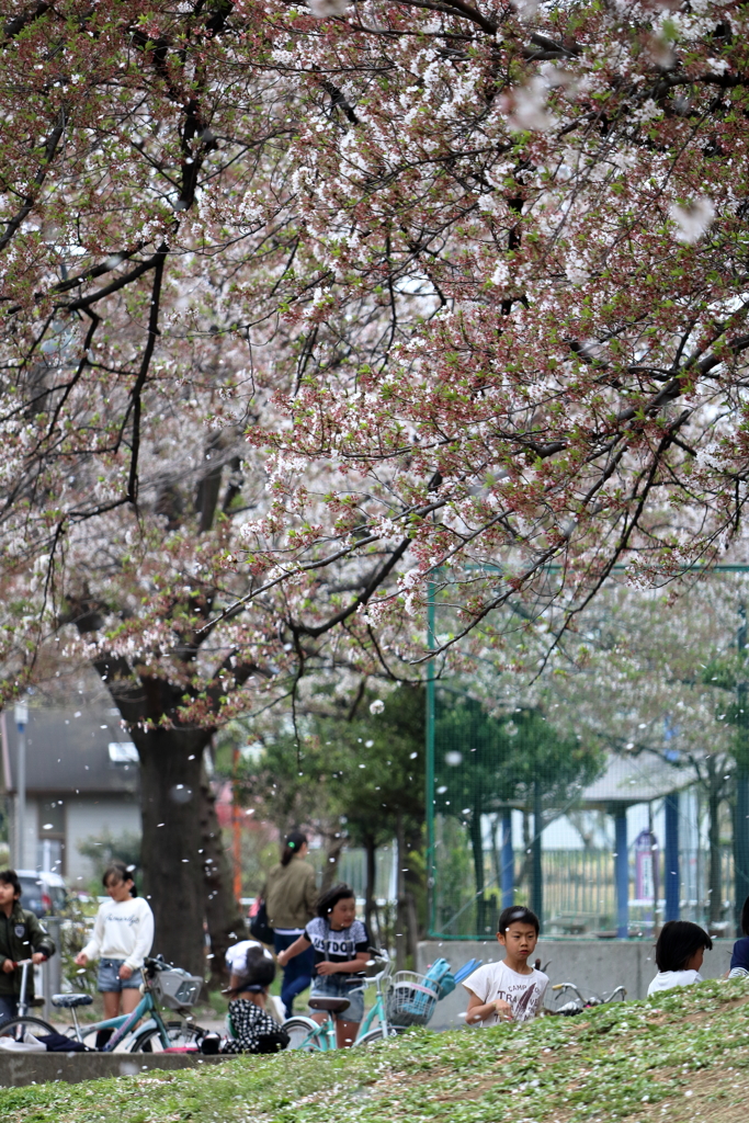 桜散る