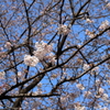 桜　間も無く満開。