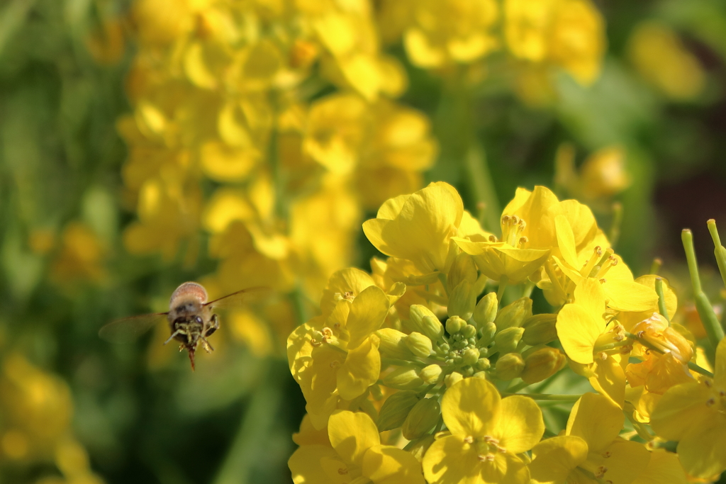 春　ミツバチ　活動開始