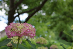 紫陽花が咲き始めました１