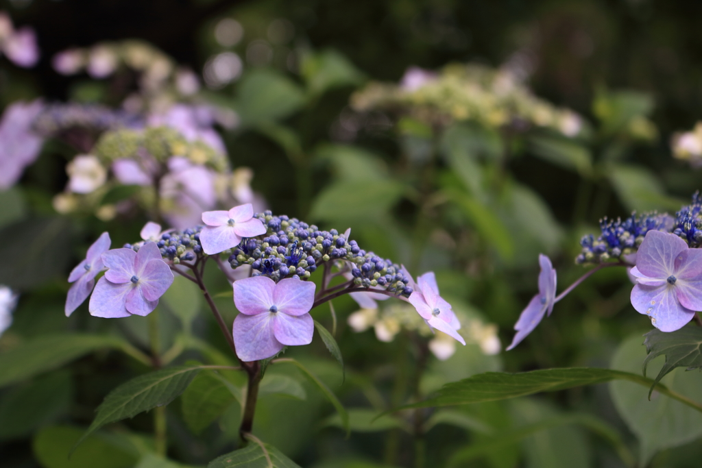 紫陽花が咲き始めました２