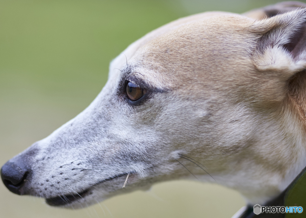愛犬の横顔2