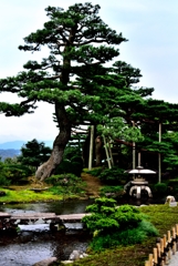 Pine tree in Kenrokuen Garden