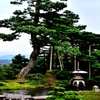 Pine tree in Kenrokuen Garden