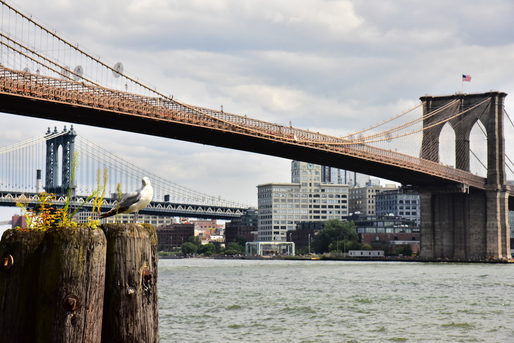 Seagull & Brooklyn Bridge
