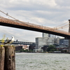 Seagull & Brooklyn Bridge