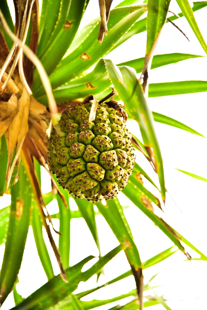 Pandanus Woody