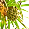 Pandanus Woody