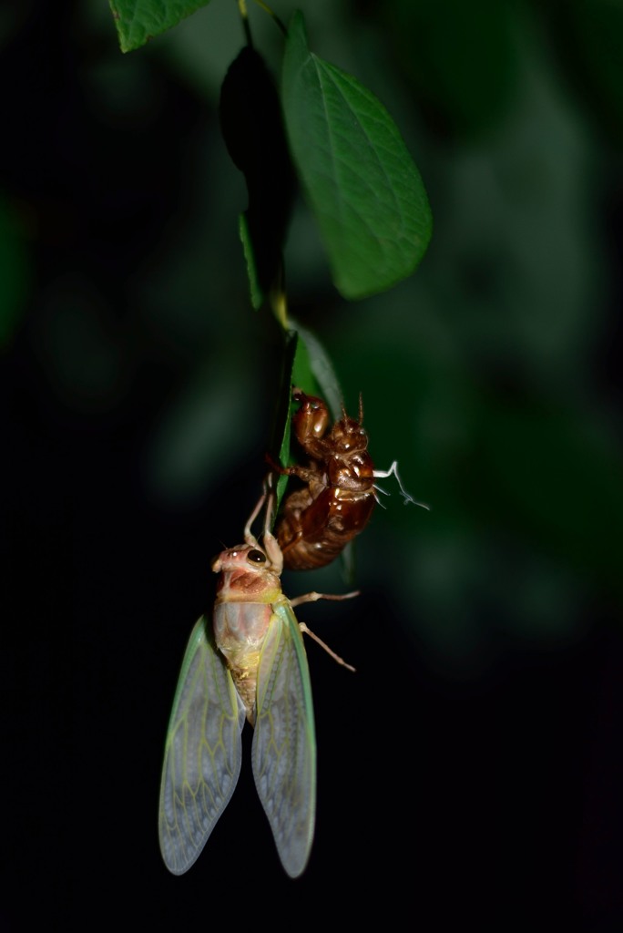 Emergence of Cicada ! Color ver.