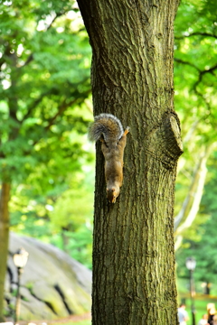 Stretching Squirrel in Central Park