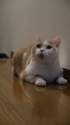荒ぶってた猫