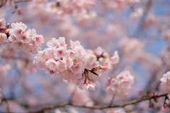 早咲き桜のアップ
