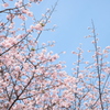 早咲き桜と鳥