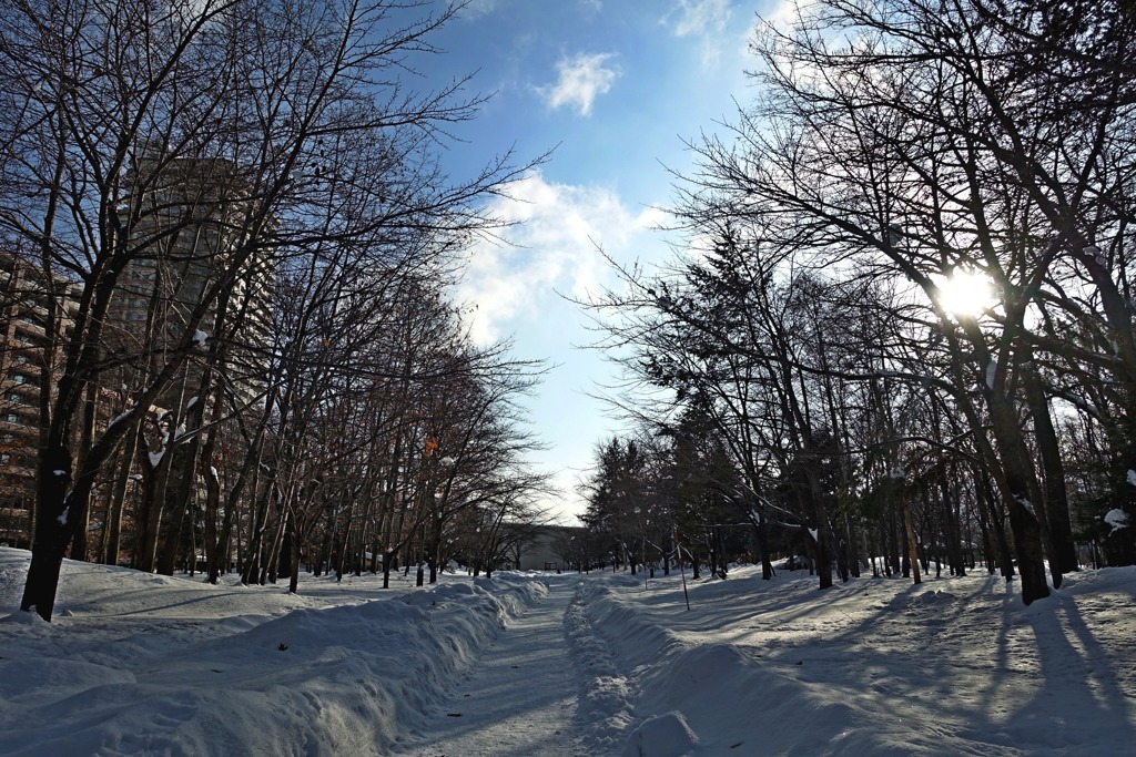 雪並木