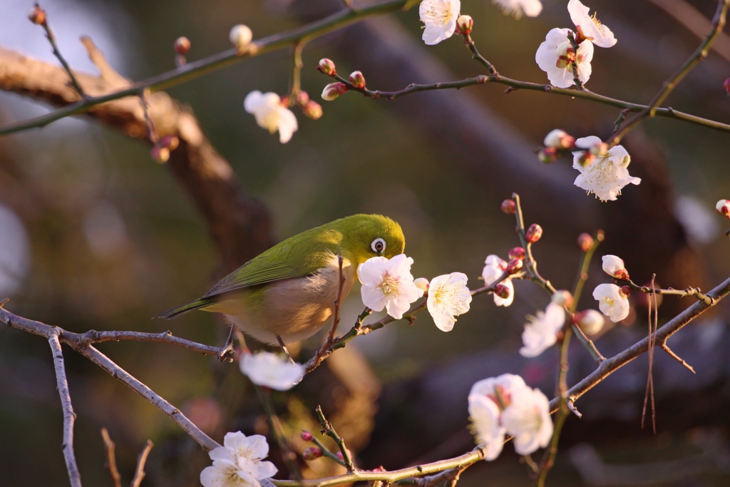 お忍び