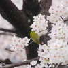 もう桜の季節は終わったけれど