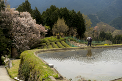 棚田と桜