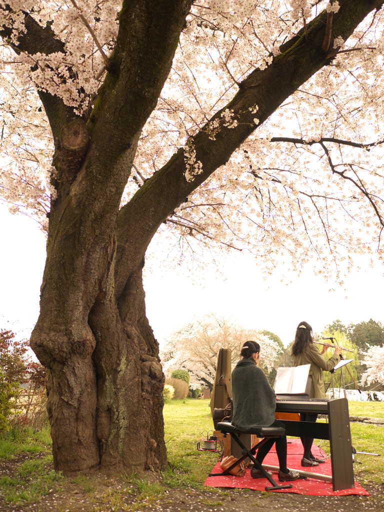 桜の下で