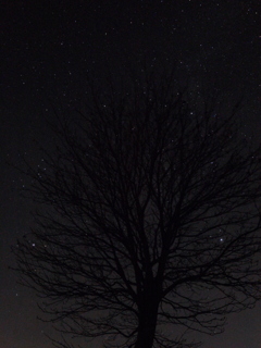 星降る木