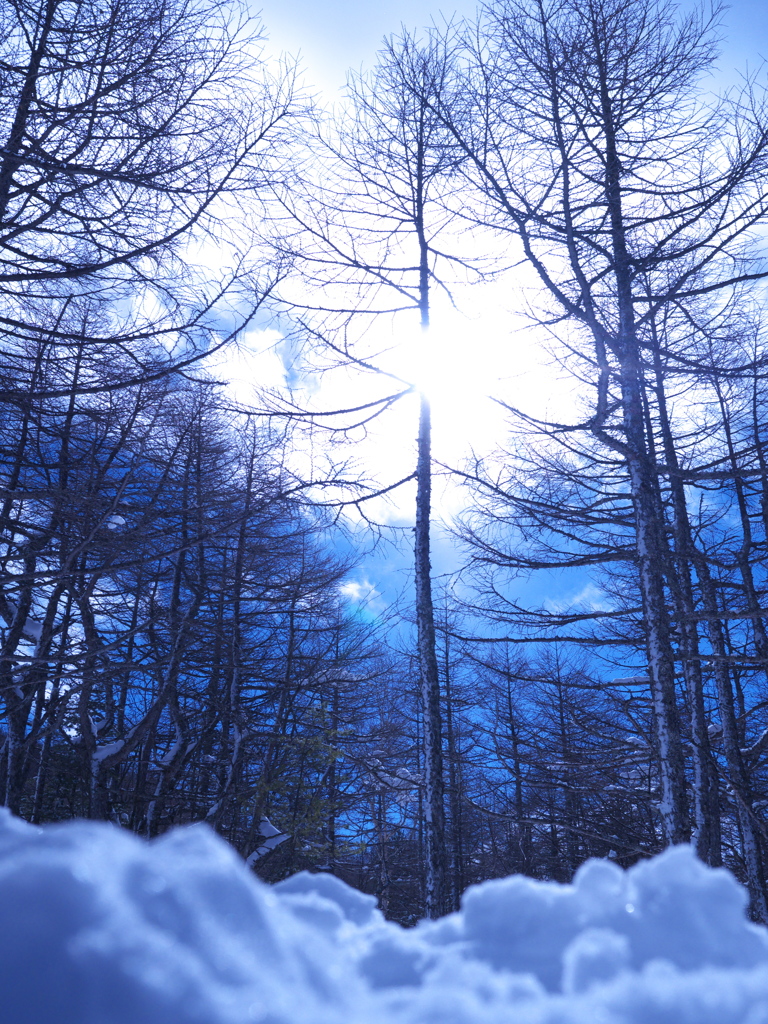 雪の木立