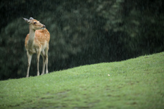 気持ちいい雨