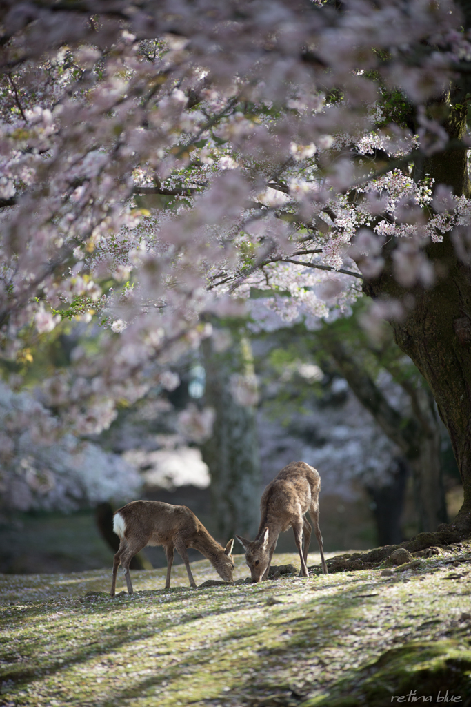 よくある光景