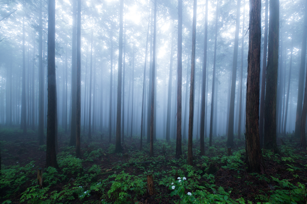Misty Blue