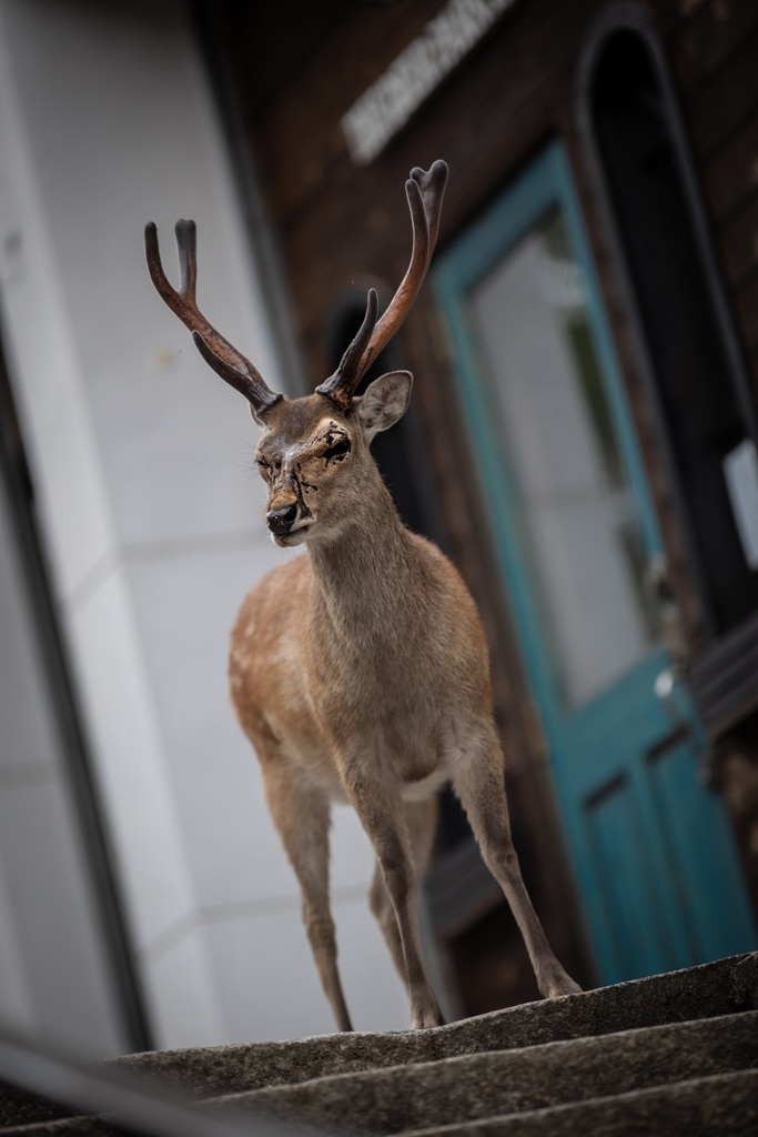 ．．．Ｔｈｅ　Ｄｅｅｒ　Ｐａｒｋ　Ｉｎｎ．．．