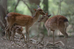 とれたて奈良公園♡彡