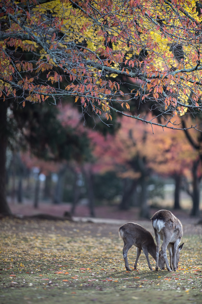 落ちてこいこい